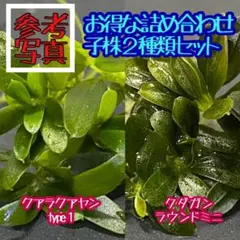 【TB便】ブセファランドラセット Yahoo!オークション - 「ブセファランドラ tb」の落札相場・落札価格