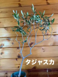 オリーブの木 タラスコア 6号 約105cm NO.981 希少品種 現品掲載