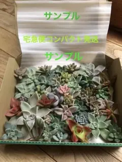 超絶ワイルド森で野生化【朧月＊オボロヅキ】多肉植物＊カット苗＊コンパクトボックス 超絶ワイルド森で野生化【朧月＊オボロヅキ】多肉植物＊カット苗