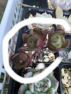 19 多肉植物 アエオニウム アドニス サンデルシー 抜き苗 - メルカリ