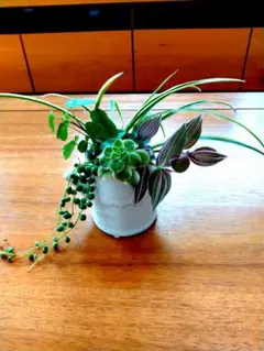 【5種セット】観葉植物 ３多肉植物 ２　合計10本