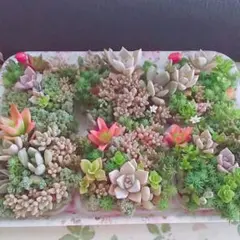 9cm角 寄せ植え 即購入可OK❤土付き 根付き 多肉植物 寄せ植え セダム