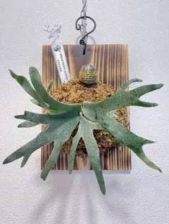 2025年最新】willinckii bacteriaの人気アイテム - メルカリ