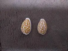 カノコダカラ　貝殻　2個セット　タカラガイ科　宝貝　インテリア　アンティーク