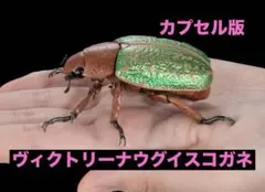 （カプセル版）いきもの大図鑑アドバンス　ヴィクトリーナウグイスコガネの単品