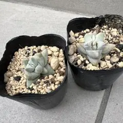 ②クラッスラ コルヌタ 夢殿 抜き苗 多肉植物2個セット