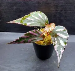ベゴニア sp. ジュラウぼっち株 熱帯植物 ジメジメ系植物 Begoniaのサムネイル