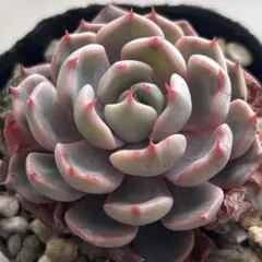 yukiyon様 リクエスト 2点 まとめ商品