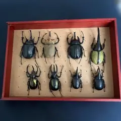 メタルキット 学研 アトラス ヘラクレス ギラファ カブトムシ 4匹セット メタルキット 学研 アトラス ヘラクレス ギラファ カブトムシ 4匹