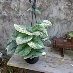 2025年最新】スキンダプサス シルバーメタリックの人気アイテム - メルカリ