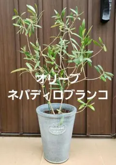 2025年最新】オリーブ エルグレコの人気アイテム - メルカリ