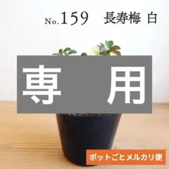 2025年最新】長寿梅 梅 盆栽の人気アイテム - メルカリ