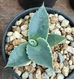 2026年最新】アガベ パリーの人気アイテム - メルカリ