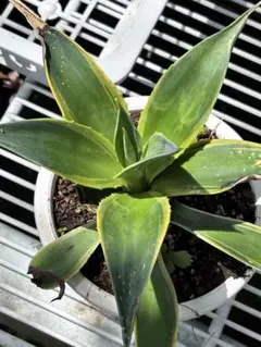 Agave 禿鷲 ハゲワシ 極上株 - メルカリ