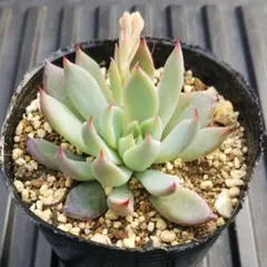 2026年最新】おらいさん苗 ミックスベリアの人気アイテム - メルカリ