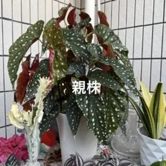 2025年最新】ベゴニアマクラータの人気アイテム - メルカリ