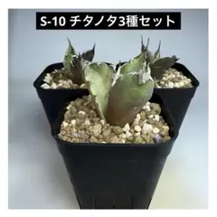 2025年最新】アガベ シーザーの人気アイテム - メルカリ