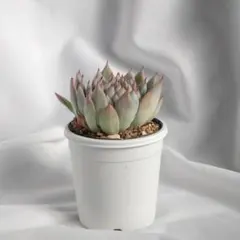 2025年最新】見元園芸の人気アイテム - メルカリ