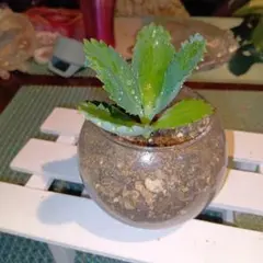 カランコエ 鉢植え つぼみ付き ピンク陶器鉢 観葉植物 - メルカリ