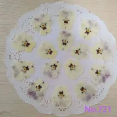 No.77-721 ビオラの押し花 スイートアイボリー／押し花素材