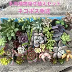 多肉植物寄せ植えセット　つぶつぶ屋さん小梅入り　ネコポス発送