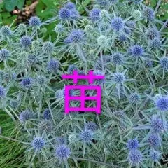 わだWADA様 リクエスト 2点 まとめ商品