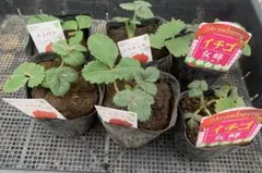 いちご苗　三種類　各２株　札つき　抜き苗