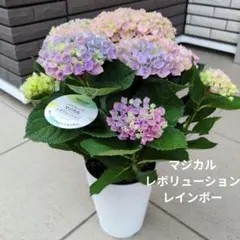 紫陽花 アジサイ マジカル レボリューション レインボー 4.5号鉢 花苗　Ａのサムネイル