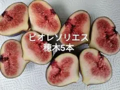 2026年最新】苗木・植木 果樹の人気アイテム - メルカリ