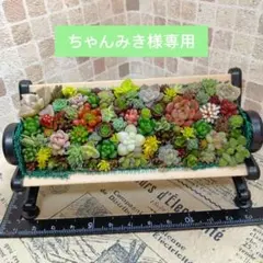 ちゃんみき様専用　そのまま飾れる多肉植物の寄せ植え