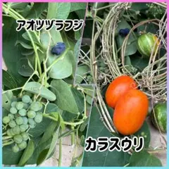2025年最新】アオツヅラフジの人気アイテム - メルカリ
