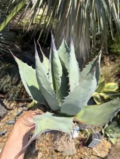 優秀株　パリー　パリートランカータ　アガベ　地植え 優秀株 パリー パリートランカータ アガベ 地植え - メルカリ