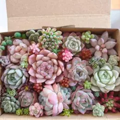 2026年最新】多肉 カット苗セットの人気アイテム - メルカリ