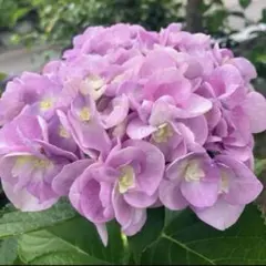 紫陽花 あなたへのサプライズ 1苗 6㎝ポット 安心のポット発送 - メルカリ
