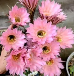 花サボテン、カキコ_TS126_2210 - メルカリ