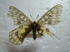 2026年最新】蝶標本 ウスバキチョウの人気アイテム - メルカリ