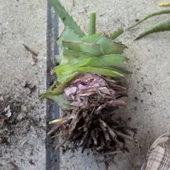 アロエベラ大株1