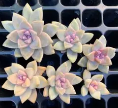 ズ*ニ様 多肉植物　桜牡丹