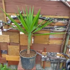Aloifolia 