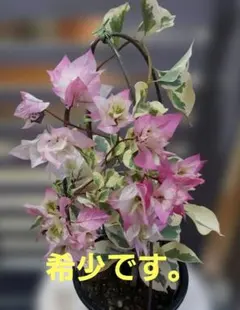 2026年最新】ブーゲンビリア 苗の人気アイテム - メルカリ