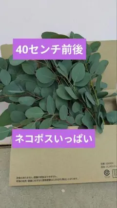 2026年最新】ユーカリポポラスの人気アイテム - メルカリ