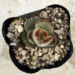 ショコラ(♡´︶`)ノ ..:*♪様 リクエスト 2点 まとめ商品