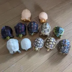 中古品/亀/フィギュア/ガチャ/ 12体/まとめて
