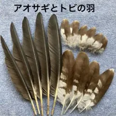 鳶 （トンビ）羽根 （ 羽 ） 鳶（トンビ）の羽根 次列4本、尾羽4本 - メルカリ