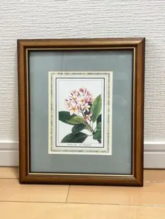 太田洋愛　ボタニカルアート　くずの花 太田洋愛 ボタニカルアート くずの花 - メルカリ