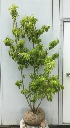 農業資材 ガーデニング ソヨゴ 植木」の人気商品一覧 | 安い商品を通販