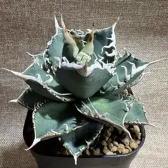 アガベ　チタノタ　コブラ　No.003　鉢、送料込　メルカリ便 アガベ チタノタ コブラ No.003 鉢、送料込 メルカリ便 - メルカリ