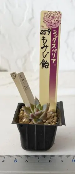 紫紺の矢③ おらいさん ミックスベリア 発根済み 多肉植物 - メルカリ