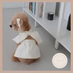 ❤ツイードワンピ＆ヘアピン❤ 白 犬服 ドッグウエア おしゃれ かわいい M