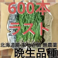 北海道産 玉ねぎ 苗 1000本 無農薬 晩生品種 北もみじ2000 - メルカリ